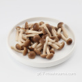 Frozen Fresh Cut Foech Mushroom-100G